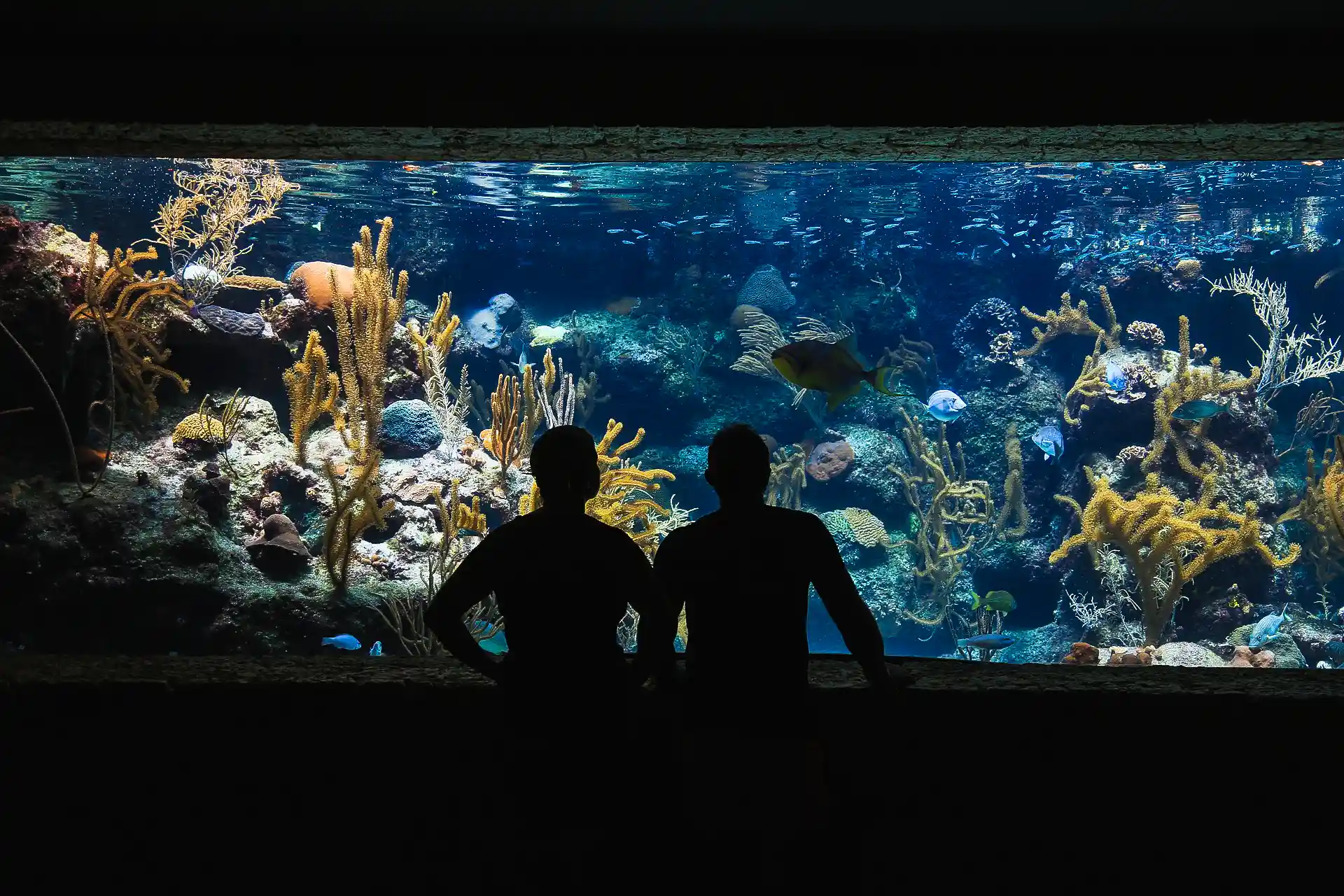 marinarium activites familiales a faire a concarneau