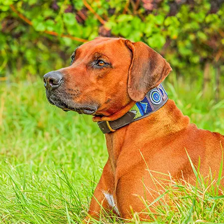 vos animaux sont les bienvenus au camping